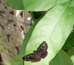Especie de mariposa saltarina
