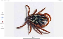 Garrapata de perro americana (Dermacentor variabilis)