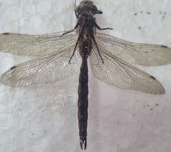 Libélula