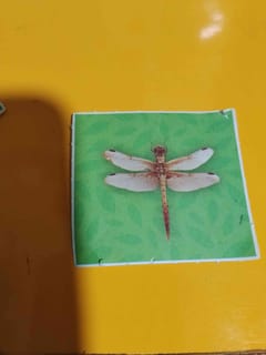 Libélula de colores oscuros