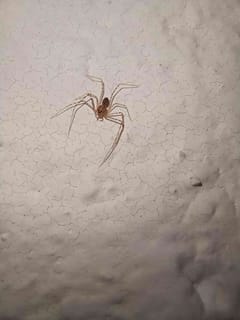 Araña de jardín