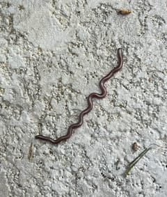 Lombriz de tierra grande