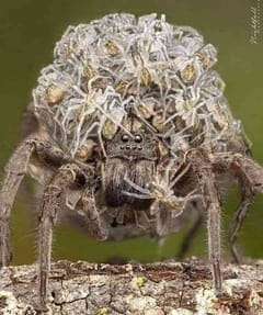 Araña Lobo
