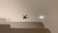 Araña lobo