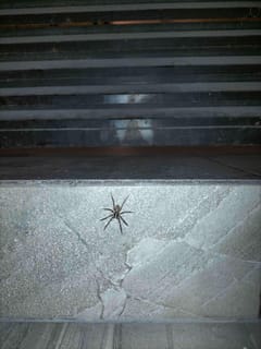 Araña Lobo