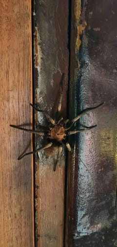 Araña lobo