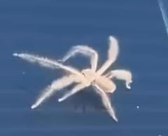 Araña lobo