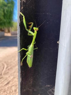 Mantis religiosa