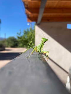 Mantis Religiosa - Mantis