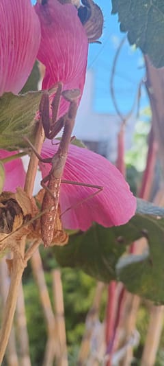 Mantícora de la familia Stagmatoptera