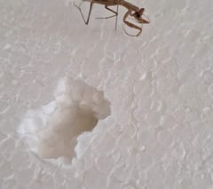 Mantis Religiosa
