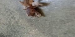 Polilla de franela