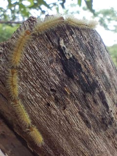 Polilla Payaso (Megalopyge sp.)