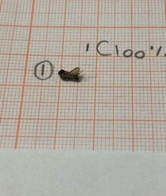 Mosca doméstica
