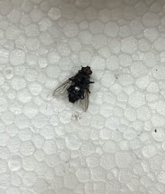 mosca doméstica