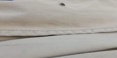 mosca doméstica