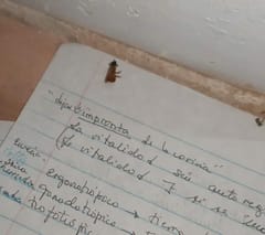 Mosca doméstica