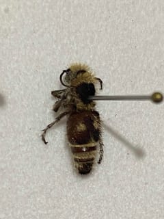 Hormiga de terciopelo