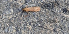 Polilla nocturna