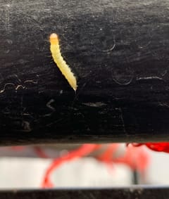 Oruga de la familia Noctuidae