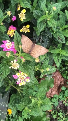 Mariposas ninfálidas