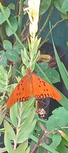 Vanilla Butterfly