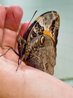 Mariposa Buho Gigante