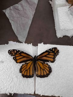 Mariposa Monarca