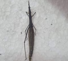 Insecto Palo