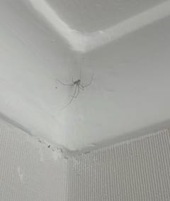 Araña patas largas