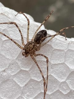 Araña patona