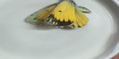 Mariposa Blanca