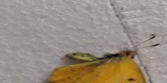 Mariposa Azufre