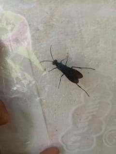 Avispa tarántula (Pepsis sp.)