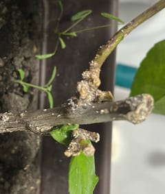 Cochinilla harinosa