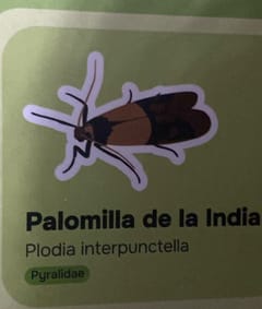 Polilla de la despensa