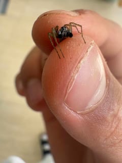 Saltamontes Saltícidos (Pájaro Saltarín)