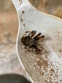 Saltamontes Saltícidos (Pájaro Saltarín)