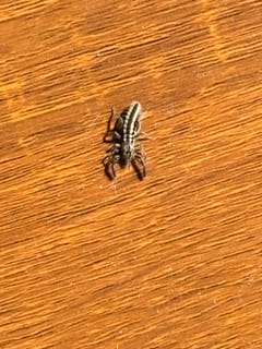 Araña Saltarina