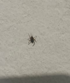 Araña cebra