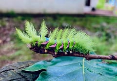 Oruga asesina