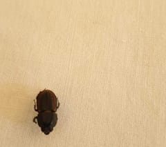 Escarabajos escarabeidos
