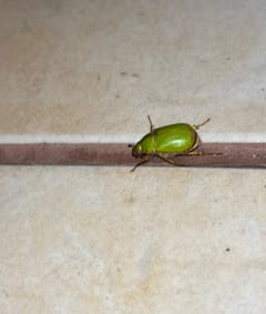Escarabajo Joyero