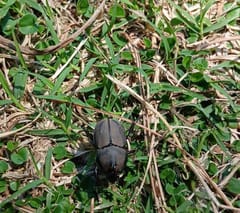 Escarabajo del Género Cyclocephala