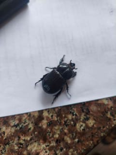 Escarabajo pelotero (Dichotomius sp.)