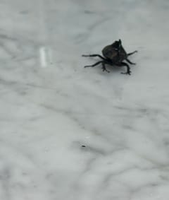 escarabajo estercolero (Phanaeus sp.)