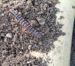 Escolopendra (Ciempiés gigante)