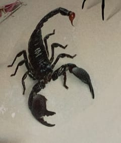 Escorpión emperador