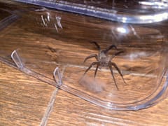 Araña reclusa