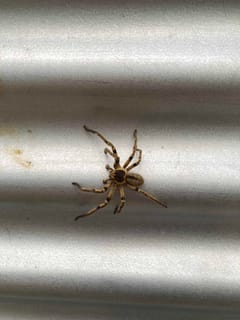 Araña cangrejo gigante